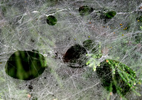 four - Spider Webs