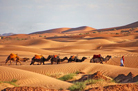 My trip Day 9 - Camel ride Khamlia