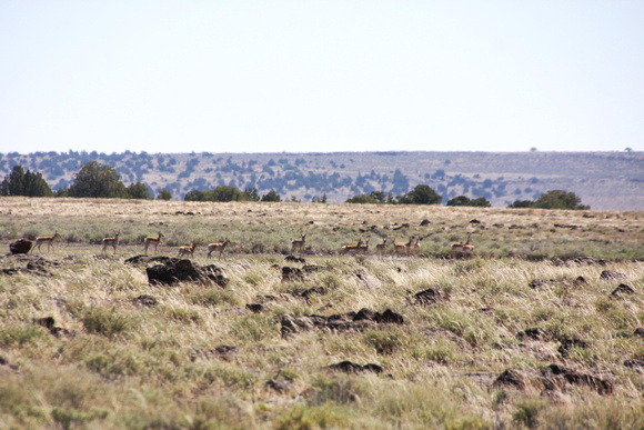 A large heard of Antelope on the rim.