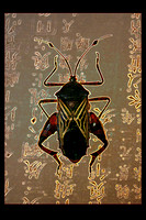 two - Amber Insects