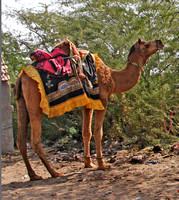 Horse and Camel Traders