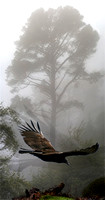 Soaring