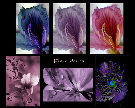 Flora Series ll