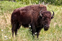 Our Trip on Day Four - The National Bison