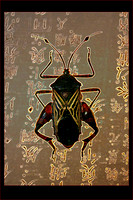 Chestnut Beetle
