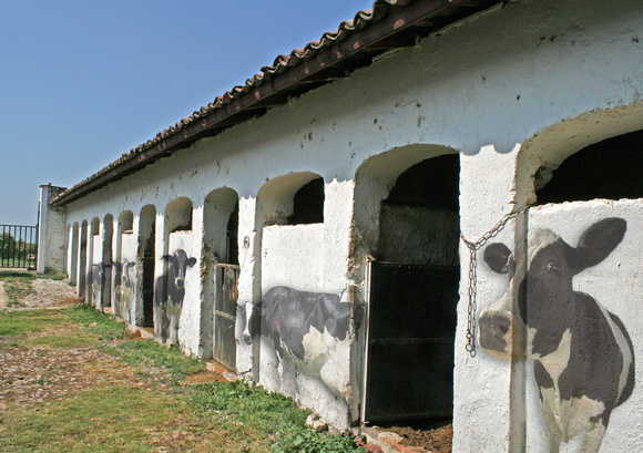 Cows in the Stables