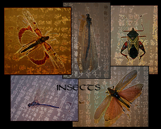 Insects l from the Insects Series