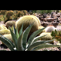 eleven- Succulent Garden with Carol/Judtih/Roberta