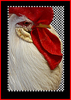 five - Chicken Cards