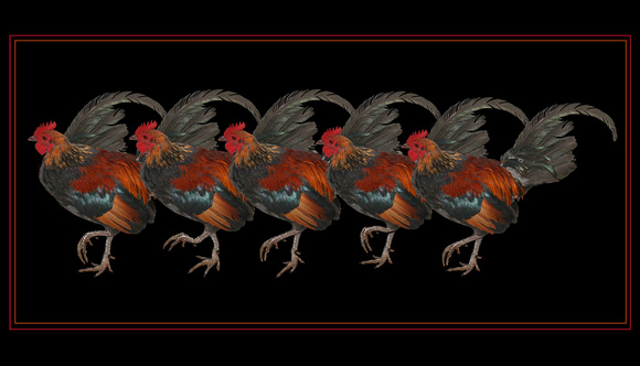 Rooster Rockettes